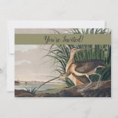 Audubon langsnavelige krulvogel kaart (Voorkant)