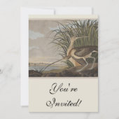 Audubon langsnavelige krulvogel kaart (Voorkant)