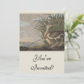 Audubon langsnavelige krulvogel kaart (Staand voorkant)