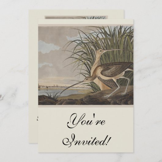 Audubon langsnavelige krulvogel kaart (Voorkant / Achterkant)