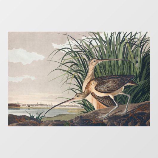 Audubon langsnavelige krulvogel raamsticker (Vel)