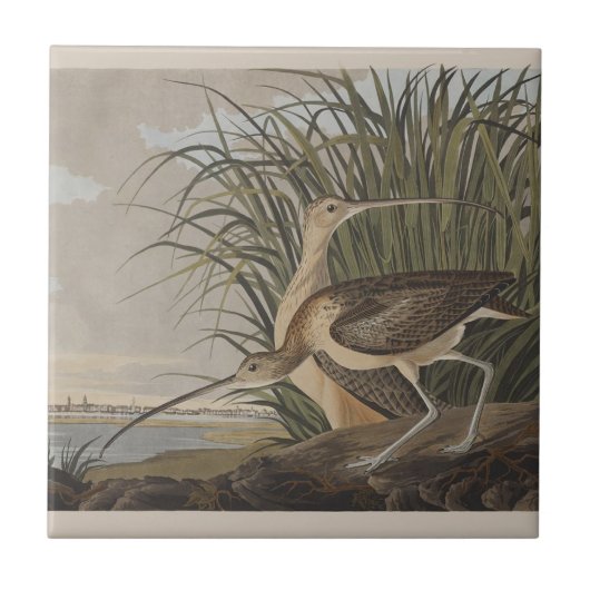 Audubon langsnavelige krulvogel tegeltje (Voorkant)