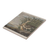 Audubon langsnavelige krulvogel tegeltje (Zijkant)