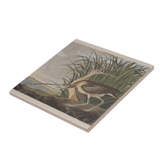 Audubon langsnavelige krulvogel tegeltje (Zijkant)