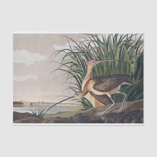 Audubon langsnavelige krulvogel tissuepapier (Voorkant)