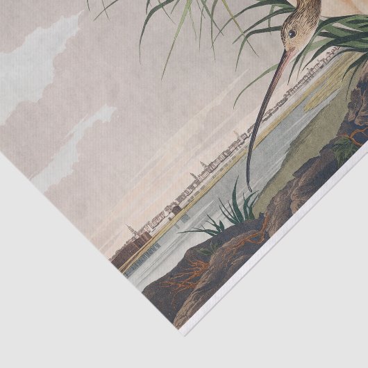 Audubon langsnavelige krulvogel tissuepapier (Detail)