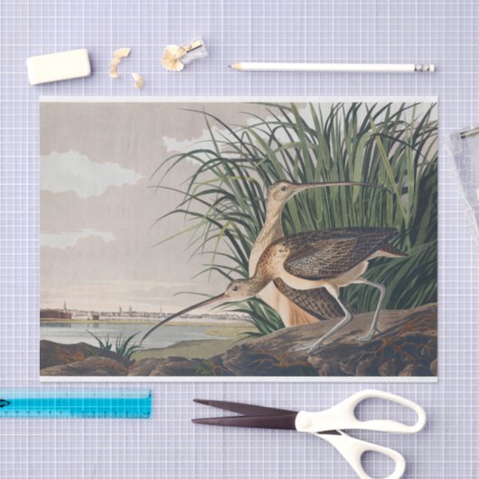 Audubon langsnavelige krulvogel tissuepapier (Craft)