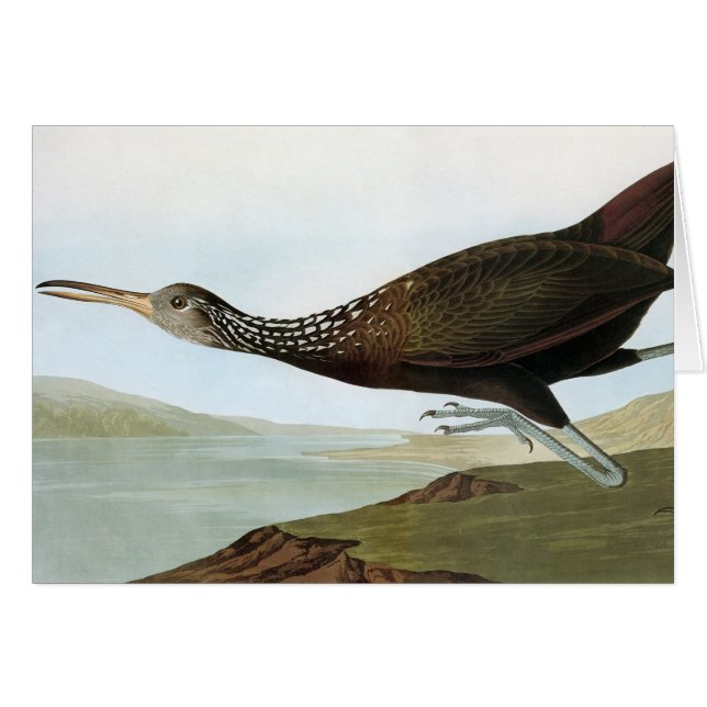 Audubon: Limpkin (Voorkant Horizontaal)