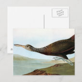 Audubon: Limpkin Briefkaart (Voorkant / Achterkant)