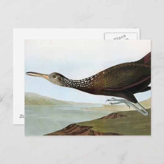 Audubon: Limpkin Briefkaart (Voorkant / Achterkant)