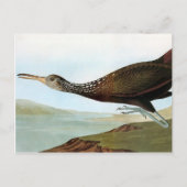 Audubon: Limpkin Briefkaart (Voorkant)