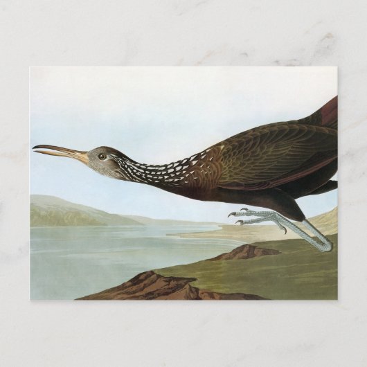 Audubon: Limpkin Briefkaart (Voorkant)