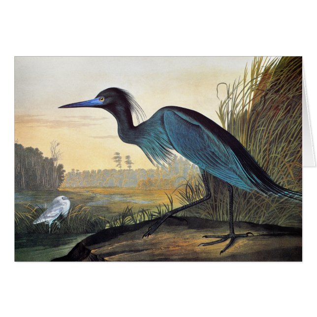 Audubon: Little Blue Heron (Voorkant Horizontaal)