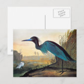 Audubon: Little Blue Heron Briefkaart (Voorkant / Achterkant)
