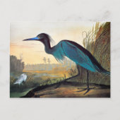 Audubon: Little Blue Heron Briefkaart (Voorkant)