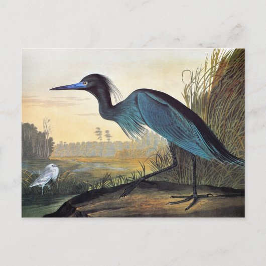 Audubon: Little Blue Heron Briefkaart (Voorkant)