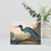 Audubon: Little Blue Heron Briefkaart (Staand voorkant)