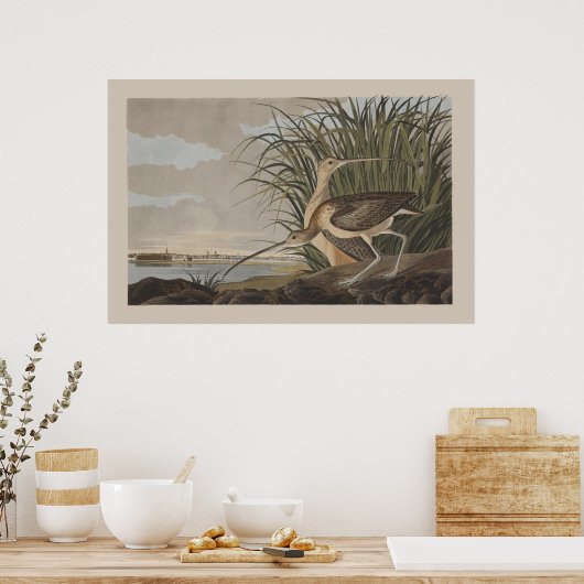 Audubon Long-Billing Curlew Sandpiper Bird Poster (Keuken)