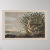 Audubon Long-Billing Curlew Sandpiper Bird Poster (Voorkant)