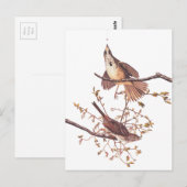 Audubon Long Sparrow Briefkaart (Voorkant / Achterkant)