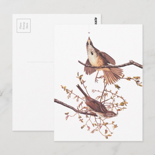 Audubon Long Sparrow Briefkaart (Voorkant / Achterkant)