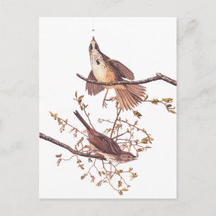 Audubon Long Sparrow Briefkaart