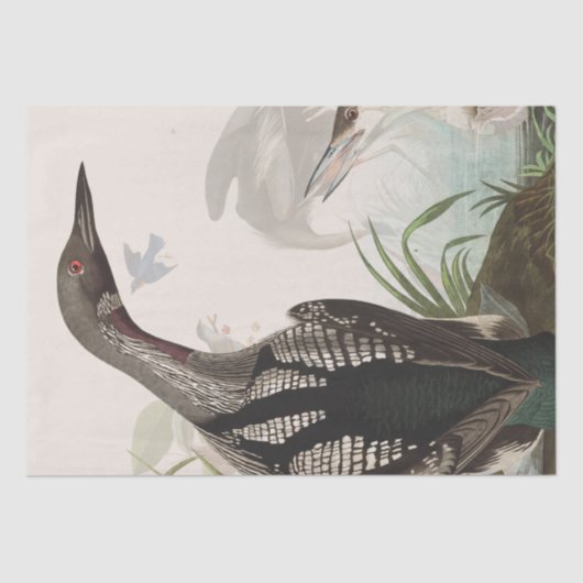 Audubon Loons Heron Birds Wildlife Weefpapier Tissuepapier (Voorkant)