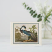 Audubon  Louisiana Blue Heron Briefkaart (Staand voorkant)