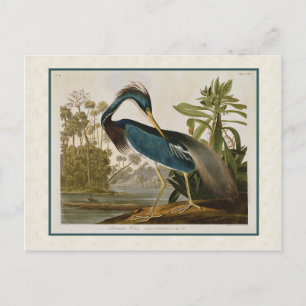 Audubon  Louisiana Blue Heron Briefkaart