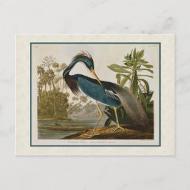 Audubon Louisiana Blue Heron Briefkaart