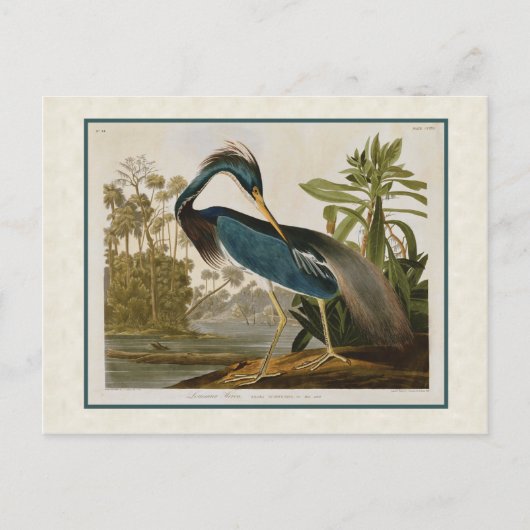 Audubon  Louisiana Blue Heron Briefkaart (Voorkant)