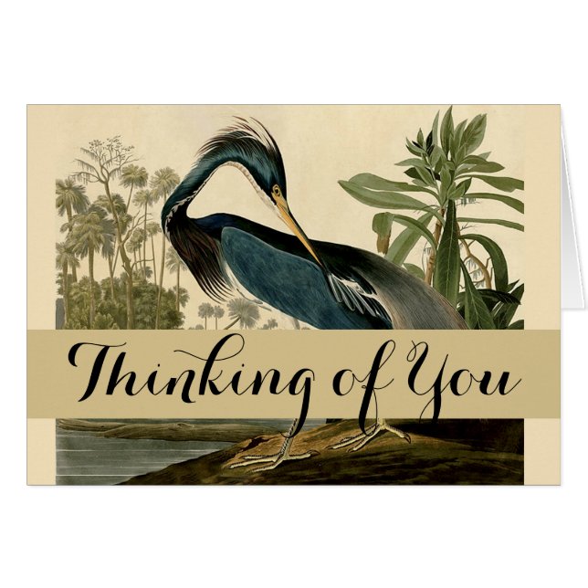 Audubon Louisiana Heron Birds America Art (Voorkant Horizontaal)