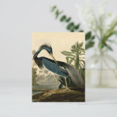 Audubon Louisiana Heron Birds America Art Briefkaart (Staand voorkant)