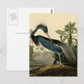 Audubon Louisiana Heron Birds America Art Briefkaart (Voorkant / Achterkant)