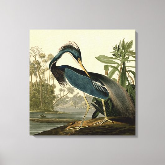 Audubon Louisiana Heron Birds America Art Canvas Afdruk (Voorkant)