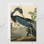 Audubon Louisiana Heron Birds America Art Kaart (Achterkant)