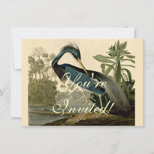 Audubon Louisiana Heron Birds America Art Kaart