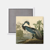 Audubon Louisiana Heron Birds America Art Magneet (Voorkant / Achterkant)