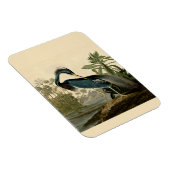 Audubon Louisiana Heron Birds America Art Magneet (Rechterzijde)