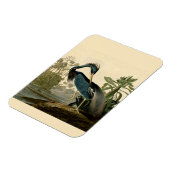 Audubon Louisiana Heron Birds America Art Magneet (Linkerzijde)