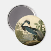 Audubon Louisiana Heron Birds America Art Magneet (Voorkant / Achterkant)