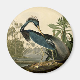 Audubon Louisiana Heron Birds America Art Magneet