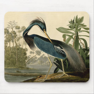Audubon Louisiana Heron Birds America Art Muismat