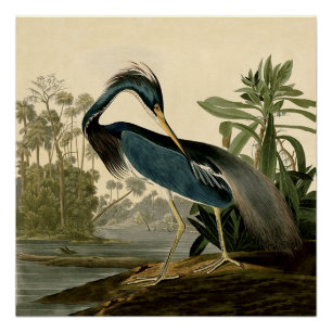 Audubon Louisiana Heron Birds America Art Perfect Poster