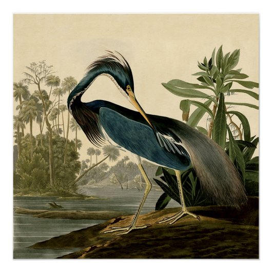 Audubon Louisiana Heron Birds America Art Perfect Poster (Voorkant)