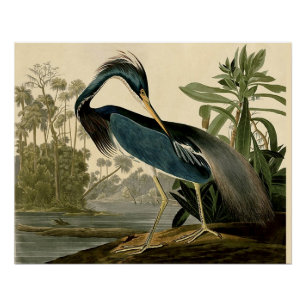 Audubon Louisiana Heron Birds America Art Perfect Poster