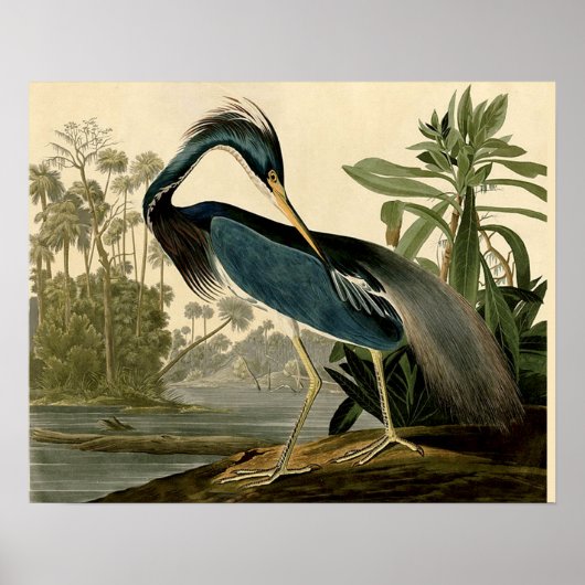 Audubon Louisiana Heron Birds America Art Poster (Voorkant)