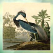 Audubon Louisiana Heron Birds America Art Raamsticker (Vel 3)