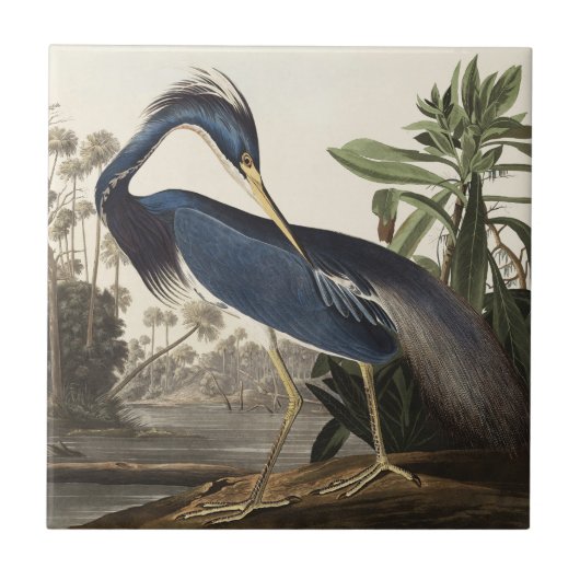Audubon Louisiana Heron Vogels van Amerika Art Pri Tegeltje (Voorkant)
