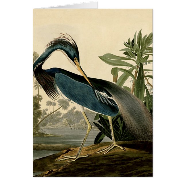Audubon Louisiana Reiger Vogels Amerika Kunst (Voorkant)